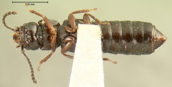 Media type: image;   Entomology 6554 Aspect: habitus ventral view